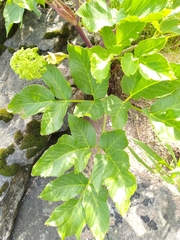 Angelica archangelica litoralis