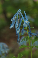 Corydalis elata