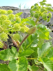 Angelica archangelica litoralis