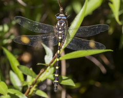 Cordulegaster dorsalis