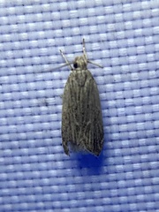 Helcystogramma