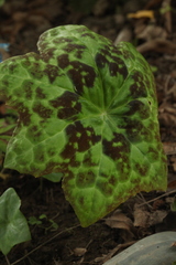 Podophyllum versipellis