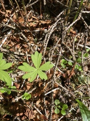 Aconitum delphiniifolium