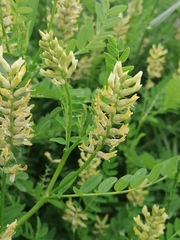Astragalus cicer