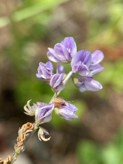 Orbexilum psoralioides