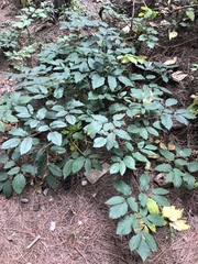 Arracacia rigida