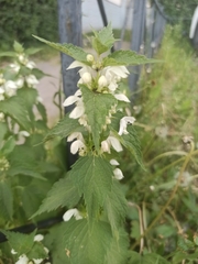 Lamium album
