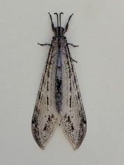 Vella