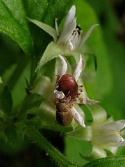Byturus tomentosus
