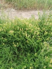 Astragalus cicer