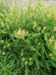 Astragalus cicer