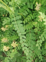 Astragalus cicer