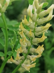 Astragalus cicer