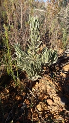 Xiphotheca lanceolata