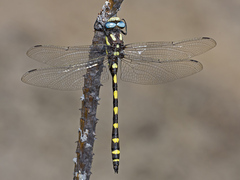 Cordulegaster dorsalis