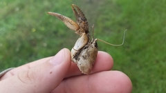Fallicambarus houstonensis