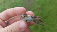 Fallicambarus houstonensis