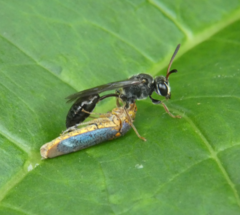 Psen erythropoda
