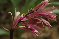 Cremastra appendiculata variabilis