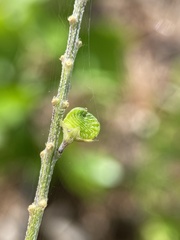 Orbexilum psoralioides