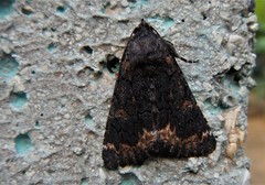 Catephia alchymista