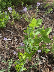 Orbexilum psoralioides