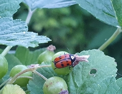 Cryptocephalus octopunctatus