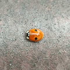 Adalia bipunctata
