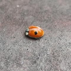 Adalia bipunctata