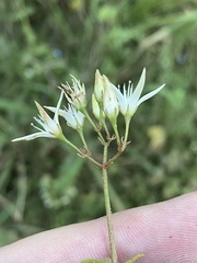 Crassula sarmentosa