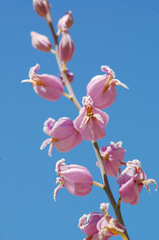 Streptanthus glandulosus glandulosus