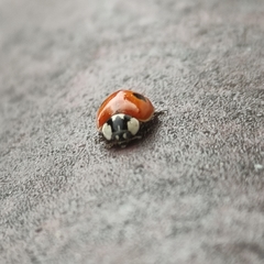 Adalia bipunctata