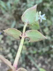 Crassula sarmentosa