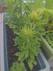 Erigeron canadensis