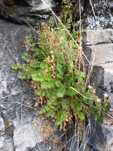 Image of Ivesia baileyi by no rights reserved