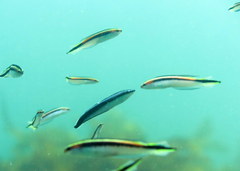 Aspidontus taeniatus