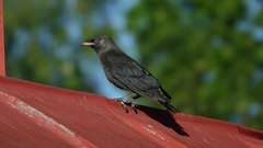Corvus monedula