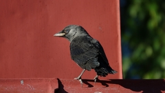 Corvus monedula