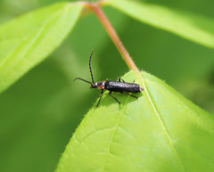 Cantharis tuberculata