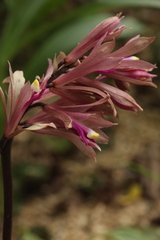 Cremastra appendiculata variabilis