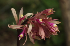 Cremastra appendiculata variabilis