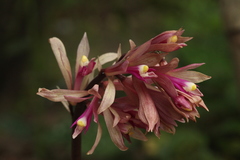 Cremastra appendiculata variabilis