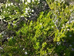 Coleonema pulchellum