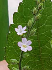 Priva lappulacea