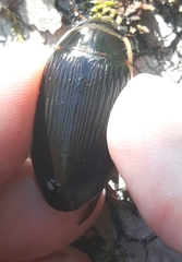 Dytiscus cordieri
