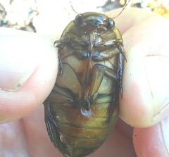 Dytiscus cordieri