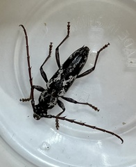 Elaphidion irroratum