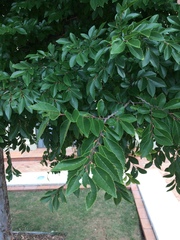 Ulmus parvifolia