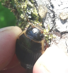 Dytiscus cordieri