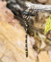 Cordulegaster dorsalis